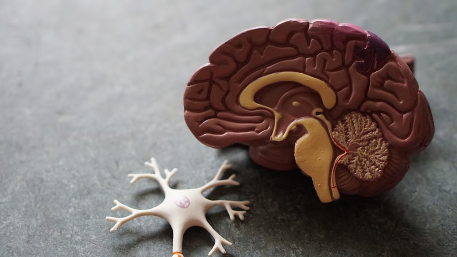 Close-up of human nervous system illustration representing peripheral nerve health